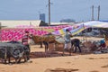 Dry fish processing area on the beach at fish market at Negombo. rows of drying fish that w Royalty Free Stock Photo