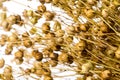 Dry flax plant Linum usitatissimum Royalty Free Stock Photo