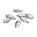 dry flax sketch hand drawn vector