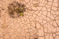 Dry Floor In Tehe Desert Of Atacama With A Growing Plant