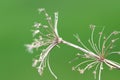 Dry flower against green background