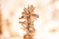 Dry flower on blurred background