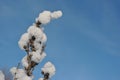 Dry flower covered with white fluffy snow close up detail, winter in forest, bright blue sky