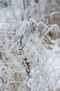 Flowers in winter at sunset