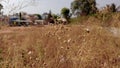 Dry flower and grass Royalty Free Stock Photo