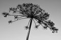 Dry flower Hogweed Royalty Free Stock Photo