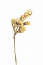 Dry flower isolated