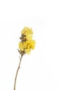 Dry flower isolated