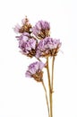 Dry flower isolated