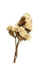 Dry flower isolated