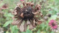 dry flower with dry petals in moonsoon