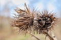 Dry flower photo Macro arctium Lappa, greater burdock. Macro dry flower in the sunset. Dried flower foliage at sunset Royalty Free Stock Photo