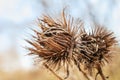 Dry flower photo Macro arctium Lappa, greater burdock. Macro dry flower in the sunset. Dried flower foliage at sunset Royalty Free Stock Photo