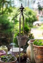 Dry flower in pot on metal stand