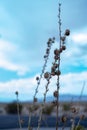 Dry seed pods on stem of plant in Mojave Desert