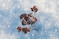 Dry flower in snow on winter meadow