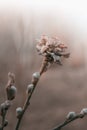 Dry flower spring sadness beige buds branches tender willow garden plants