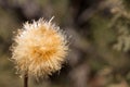 Dry flower thistles