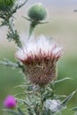 Dry flower thistles