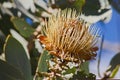 Dry flowerhead of the Clanwilliam Sugarbush (Protea glabra) 12663