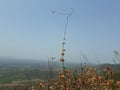 Dry flowers and blue skay in India.