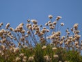 Dry flowers in the deep summer heat. Greece. Royalty Free Stock Photo