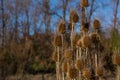 Dry fullers teasel plant in forest on sunny winter day Royalty Free Stock Photo