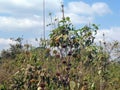 Dry flowers of the Echinacea plant in a field against a bright blue sky Royalty Free Stock Photo