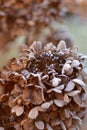 Dry flowers of a garden hydrangea in a home garden on a December bright winter day. Royalty Free Stock Photo