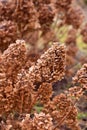 Dry flowers of a garden hydrangea in a home garden on a December bright winter day. Royalty Free Stock Photo