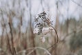 Dry flowers and grass Royalty Free Stock Photo