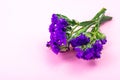 Dry flowers of kermek, limonium