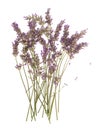 Dry flowers of lavender plant isolated on white