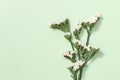 Dry flowers Limonium, leaves and small blossom, natural flowery background