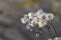 Dry flowers in the meadow in autumn. Selective focus Royalty Free Stock Photo