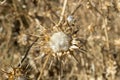 Dry flowers of Milk thistle, Silybum marianum Royalty Free Stock Photo