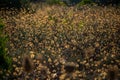 Dry flowers in molentargius Park, sunset light