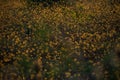 Dry flowers in molentargius Park, sunset light