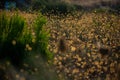 Dry flowers in molentargius Park, sunset light