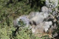 Dry flowers in Priene ruins of an ancient antique city