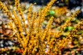 Dry flowers from the seoson of autumn shining by the sun