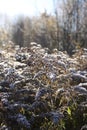 Dry flowers of Solidago virgaurea, European goldenrod or woundwort plant Royalty Free Stock Photo