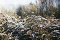 Dry flowers of Solidago virgaurea, European goldenrod or woundwort plant Royalty Free Stock Photo