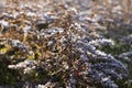Dry flowers of Solidago virgaurea, European goldenrod or woundwort plant Royalty Free Stock Photo