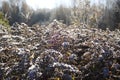 Dry flowers of Solidago virgaurea, European goldenrod or woundwort plant Royalty Free Stock Photo