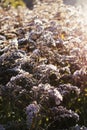 Dry flowers of Solidago virgaurea, European goldenrod or woundwort plant Royalty Free Stock Photo