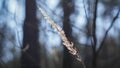 Dry flowers in a spring quiet forest