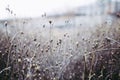 Dry flowers, stems of plants, leaves, herbs and grass in autumn season