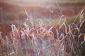 Dry flowers, stems of plants, leaves, herbs and grass in autumn season