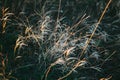 Dry flowers, stems of plants, leaves, herbs and grass